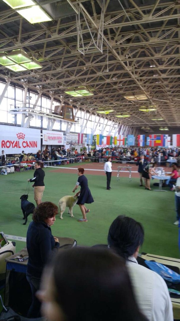 Во Дворце спорта 6 и 7 мая прошла Интернациональная выставка собак всех пород.