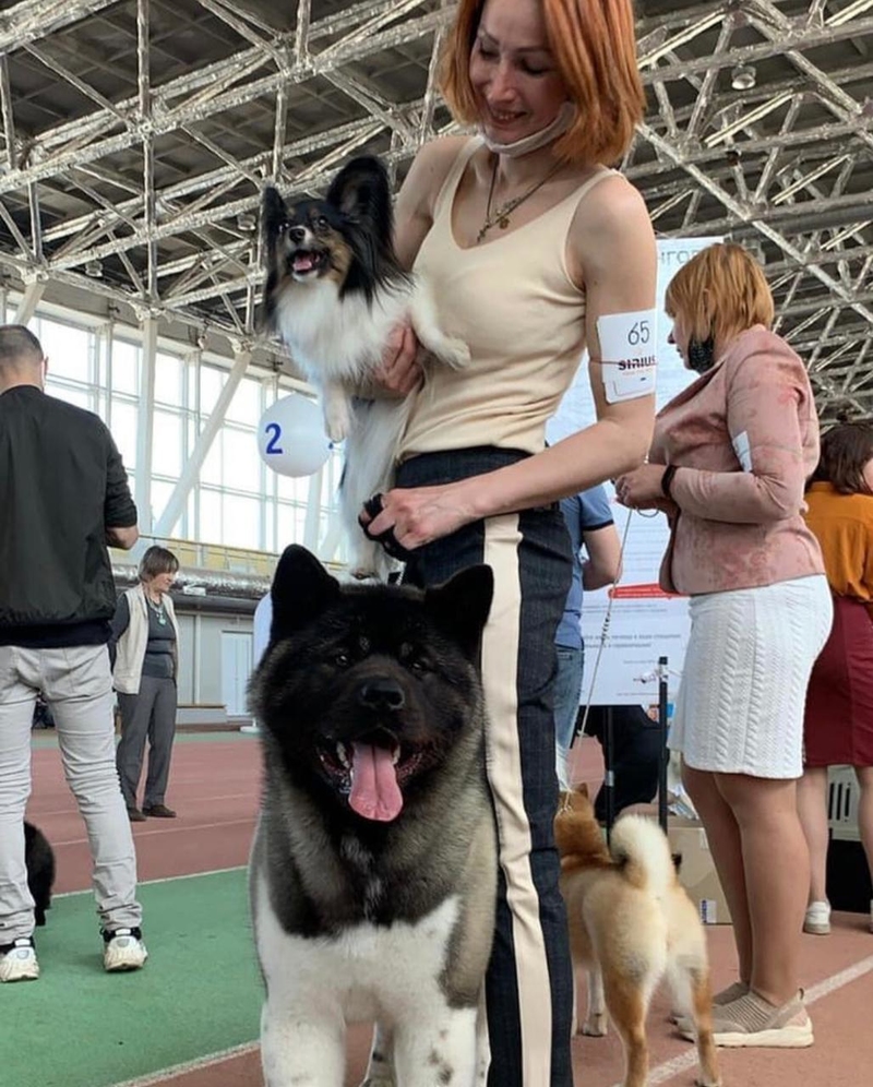 Выставка собак