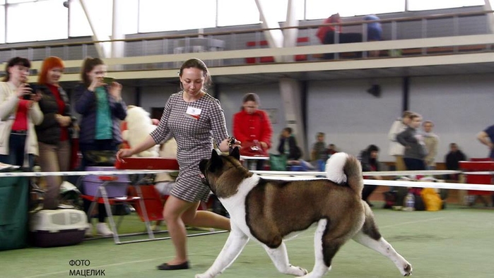 16 апреля во Дворце легкой атлетики состоялась, ставшая уже традиционной, выставка собак