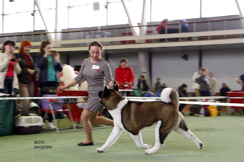 16 апреля во Дворце легкой атлетики состоялась, ставшая уже традиционной, выставка собак